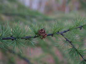 Planting Tamaracks