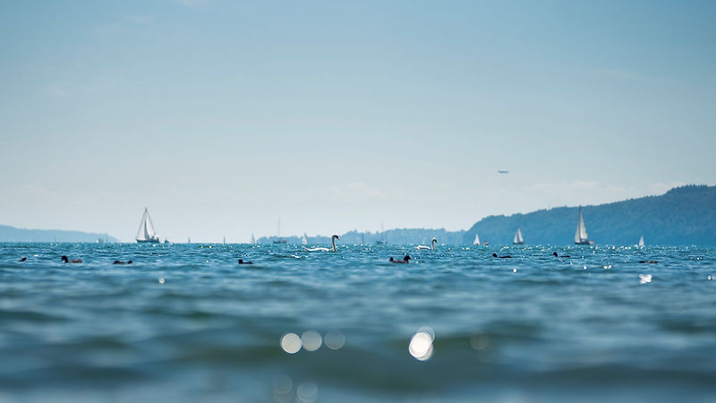 Bodensee mit Schiffen, Schwänen und Haubentauchern