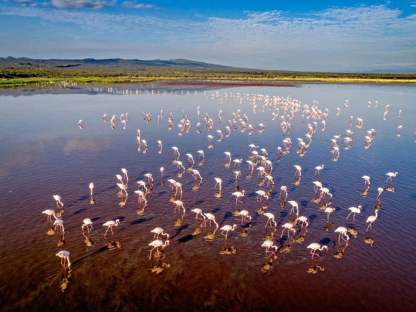 Flamingos wading on a soda lake seen from the air