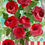 Thumbnail: The Marbled Garden #4