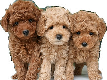 Poochons trim.jpg