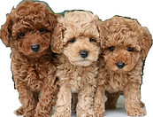 Poochons trim.jpg