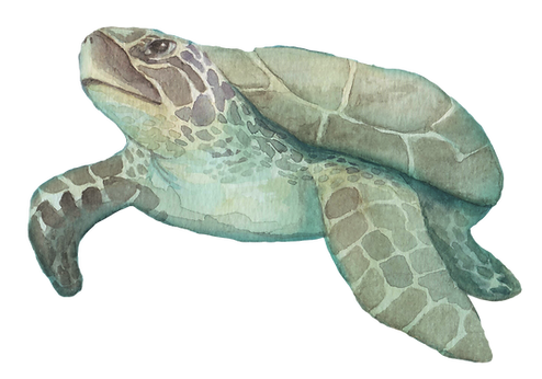 Turtle No Sea grass.png