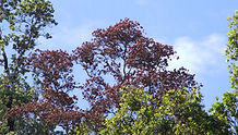 ROD Tree Photo.jpg