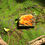 Thumbnail: Mini Mushroom #2 Original Artwork