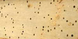 woodworm survey,HLS Northwest,Morecambe,Lancaster,Cumbria,Lancashire