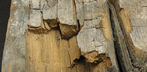 dry rot/wet rot survey,HLS Northwest,Lancaster,Morecambe,Lancashire,Cumbria