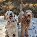oliver & scout.jpg