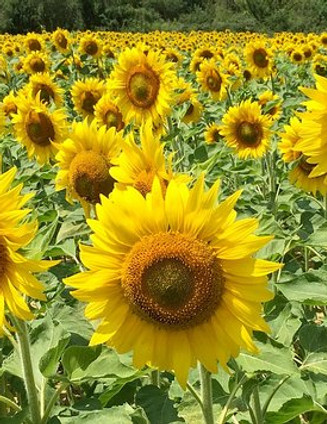 champ-tournesols.jpg