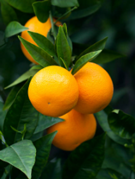 orange.PNG