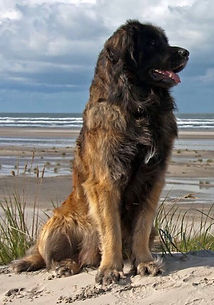 Leni