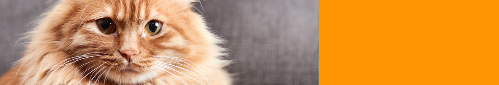 Header-orange cat.jpg