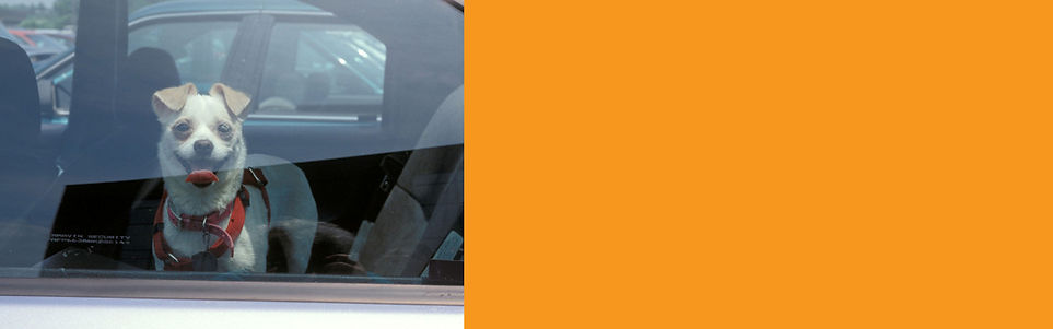 Header-Campaigns_DogINCar.jpg