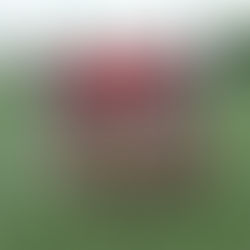 'Irreplaceable': Lamboni reflects on his time as a Sea Gull