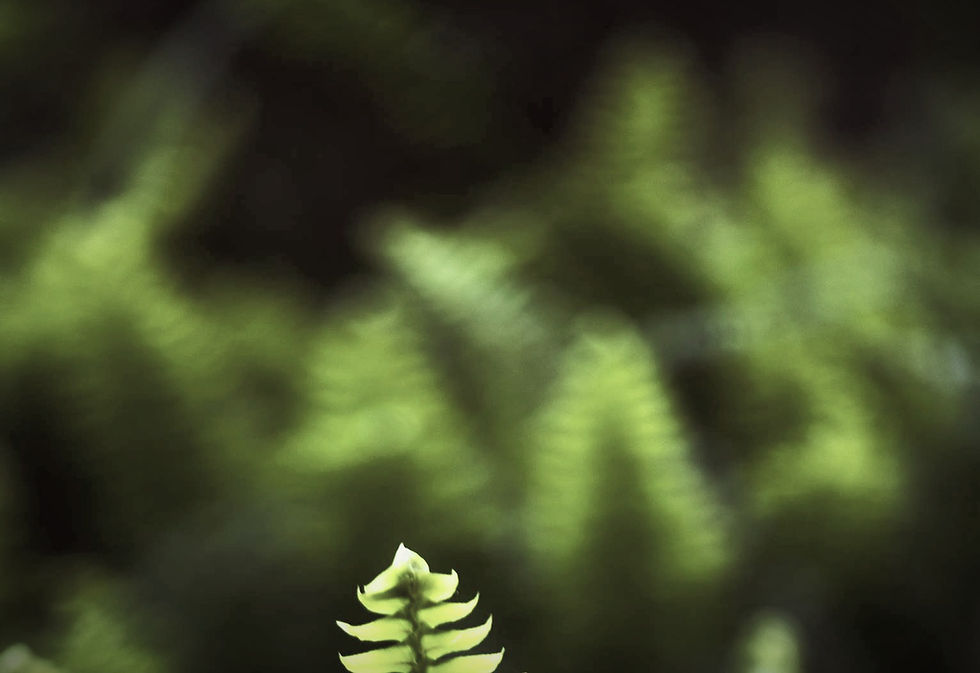 foto dark color_edited.jpg