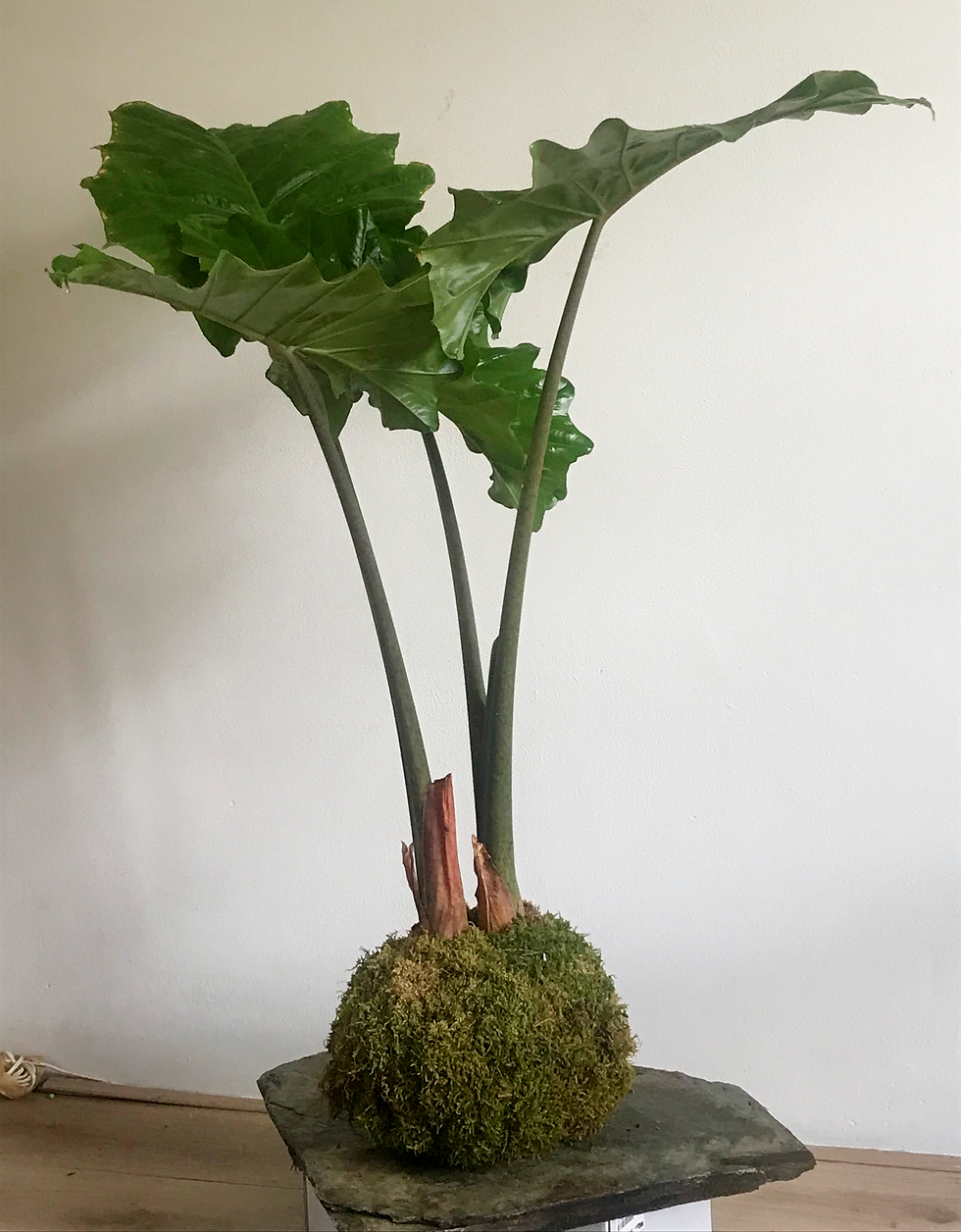 Biophilic element kokedama