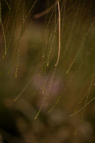 Casuarina cunninghamiana