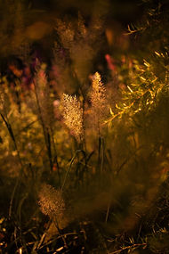 Calamagrostis brachytricha