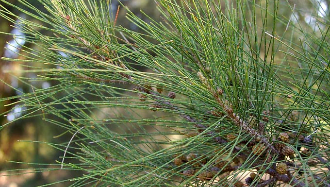 The tree can be pruned or coppiced every few years to maintain a dense, smaller form. For younger plants, light, regular pruning in late winter helps maintain a compact shape.