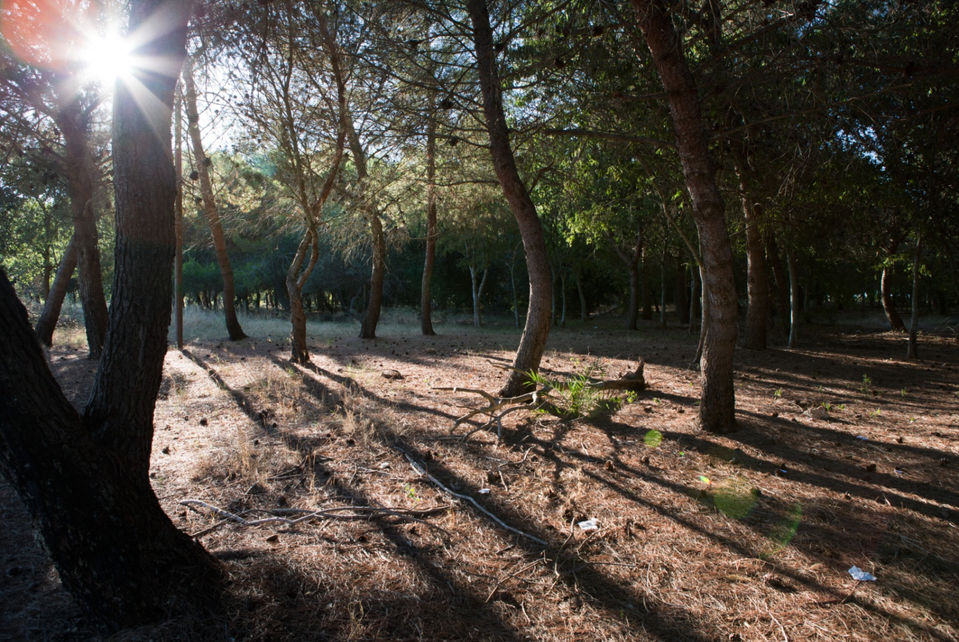 I raggi del sole che filtrano tra gli alberi del Parco La Tagliata, in Puglia, creando motivi di luce e ombra.