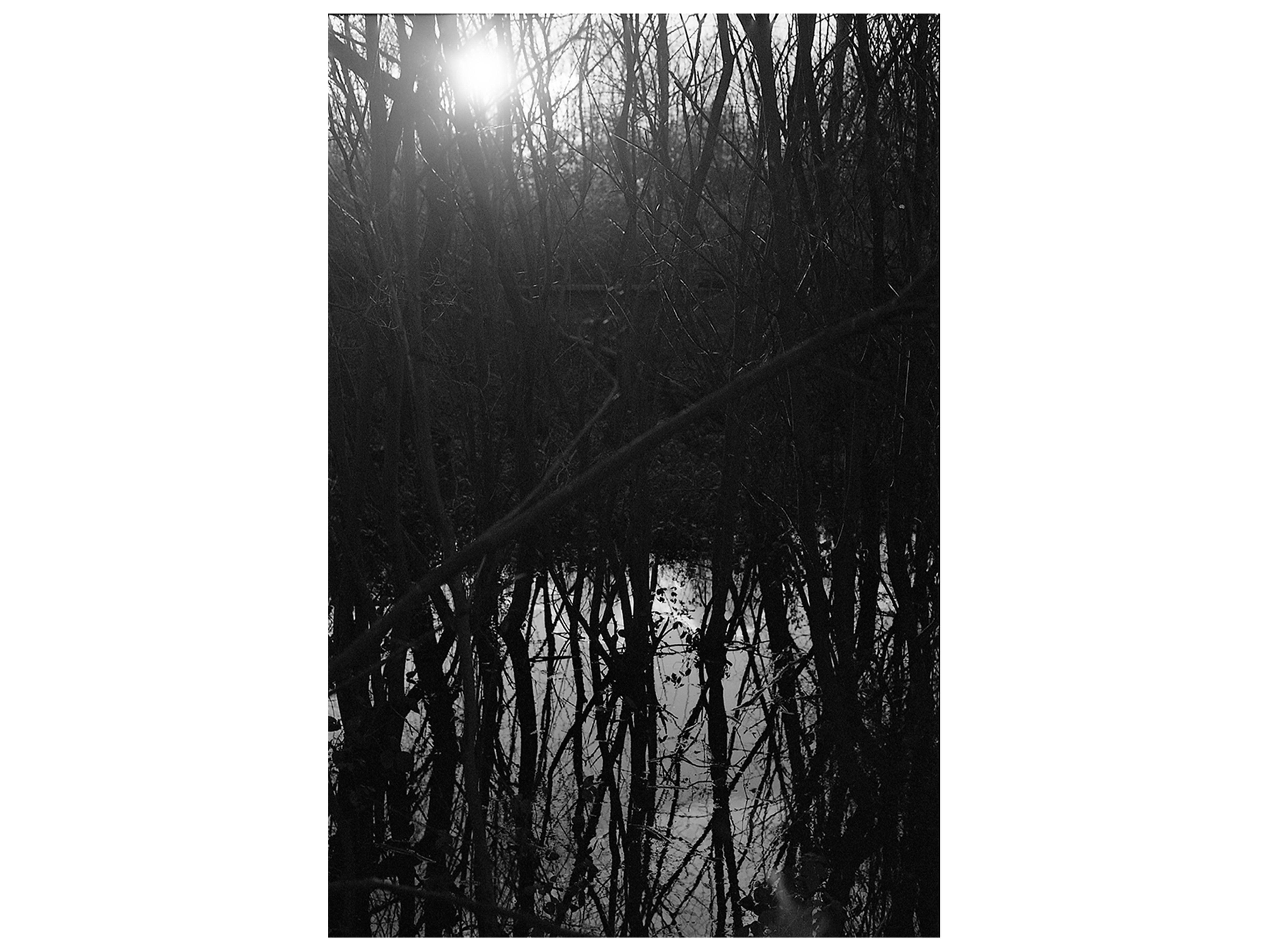 I had a dream and I talked with a tree | Fine Art print | code LD067