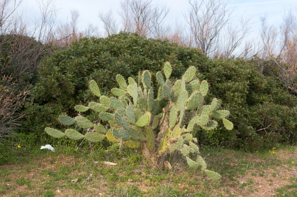 Fico d’India che cresce vicino a Penna Grossa nella campagna pugliese.