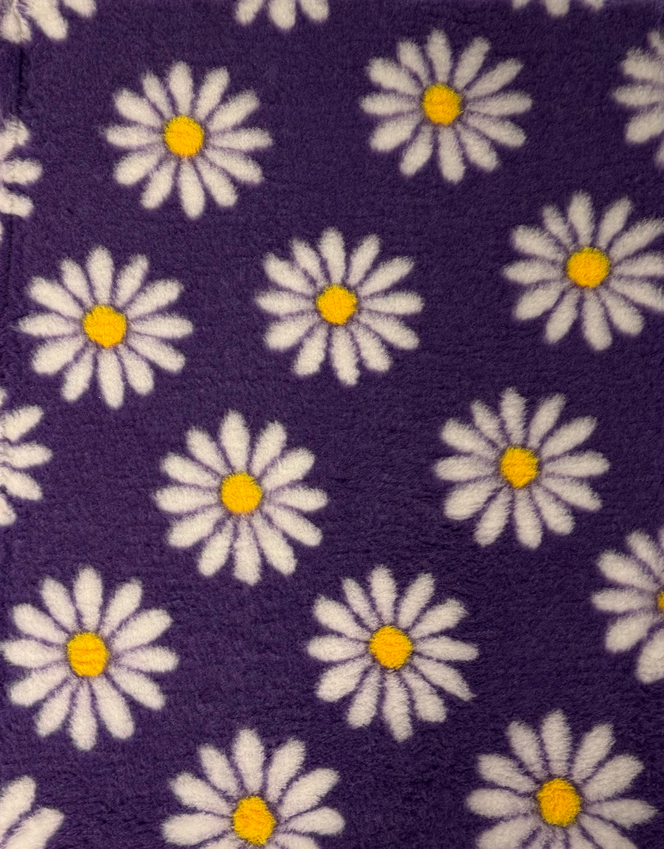 Daisies - Purple