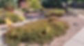 Residential landscaping in Albuquerque