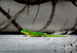 Margouillat, gecko diurne à poussières d'or