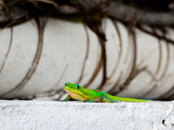 Margouillat, gecko diurne à poussières d'or