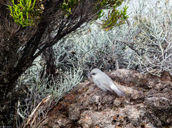 Zoizo blanc au Pas de Bellecombe