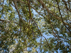 Canal du midi, bouleaux