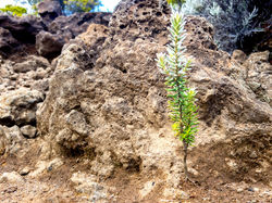 Branle vert au Pas des Sables