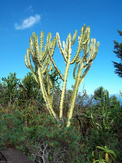 Conservatoire botanique, cactus