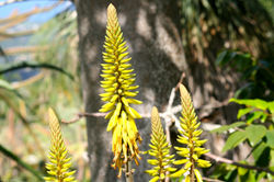 Conservatoire botanique, cactus