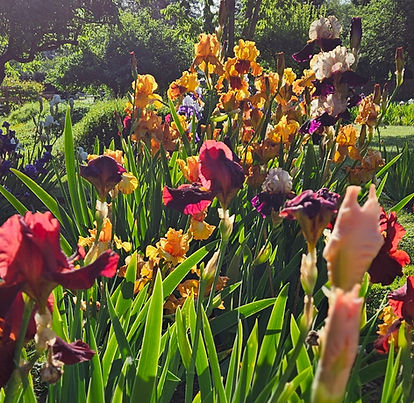 Fascination Iris Farm