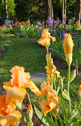 Fascination Iris Farm