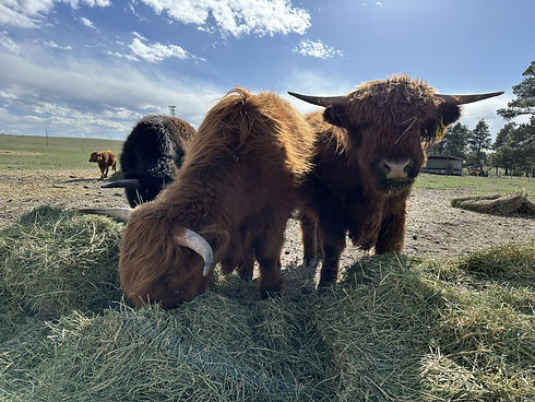 Highlands Eating.jpeg