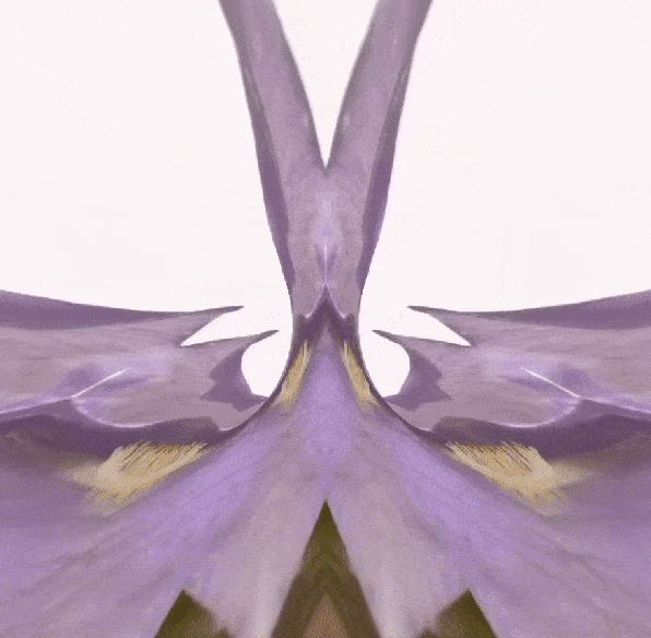 Iris57 vv.gif