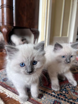 Cattery