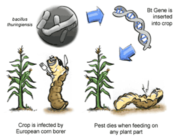 Synthesis δ-endotoxin as pesticide