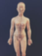 the acupuncture channels as shown on a figure
