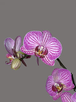  Orchid