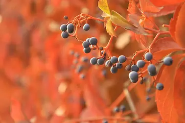 There's a plate of pie on the table