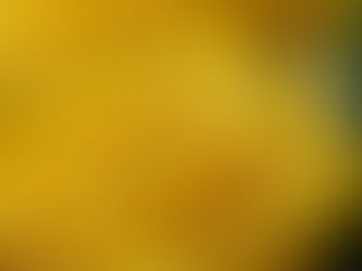A close up photo of a yellow rose in bloom