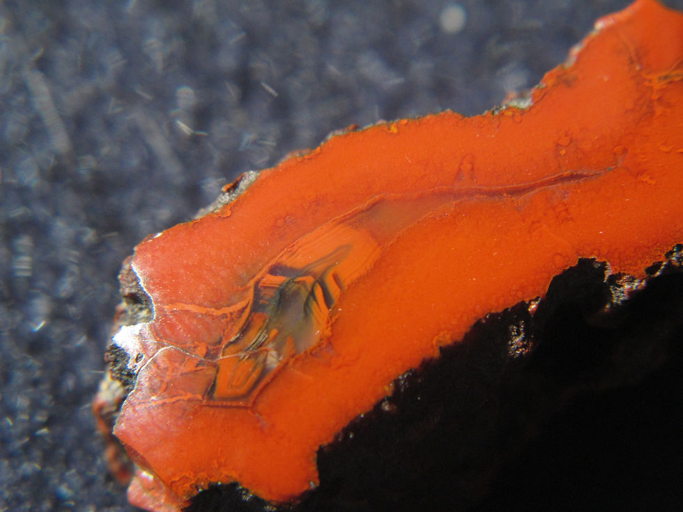 Small Yellow Cat Petrified Wood * Super Red Stunner