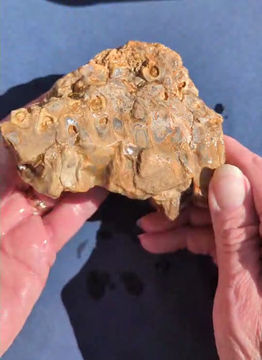 Petrified Palm Wood from Colorado - 1 Pound 5 oz.