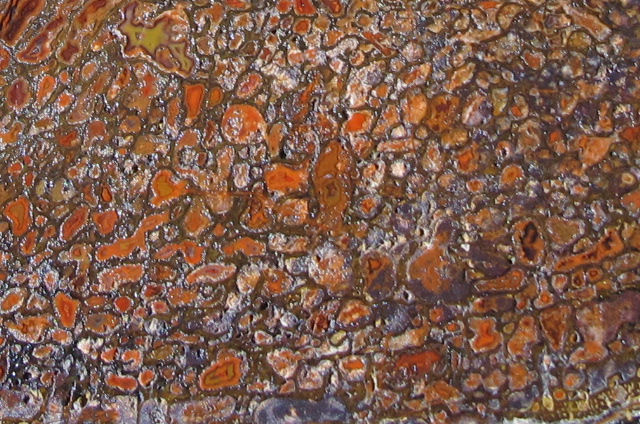 Large Dinosaur Bone Specimen - End Cut - 1 1/2 lbs.