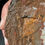 Thumbnail: Dinosaur Bone - Large Pink Fortification - 1 Pound 10.7 oz.