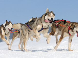 I Went Dog Sledding and This is What I Learned (and it's not What you Think)